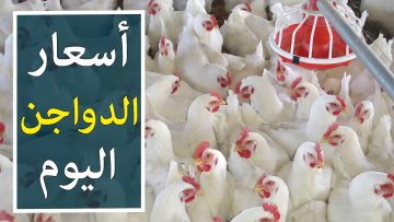 بكام الكيلو النهاردة ياست الكل.. أسعار الفراخ البيضاء اليوم في بورصة الدواجن السبت 19 يوليو 2025