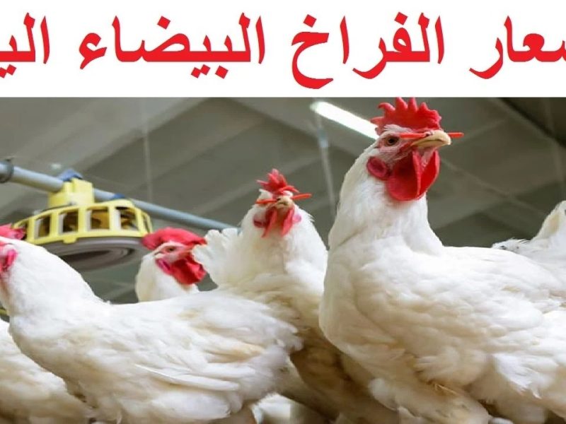 بكام الكيلو للمستهلك دلوقتي.. سعر الفراخ البيضاء اليوم السبت 19 يوليو 2025 في بورصة الدواجن