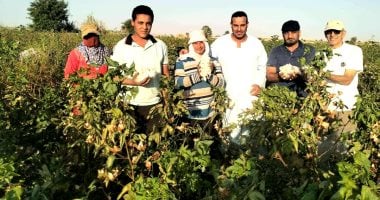 <p><strong>“الوادى الجديد: أرض الخير والبركة – انطلاق موسم حصاد الذهب الأبيض في مركز الفرافرة! هل ستحقق معدلات الإنتاج آمالنا؟ اكتشافات جديدة في حقول إرشادية لتقييم تراكيب وراثية من أقطان طويل قبلي.. كيف تخطط الزراعة للتوسع في زراعة القطن؟”</strong></p>