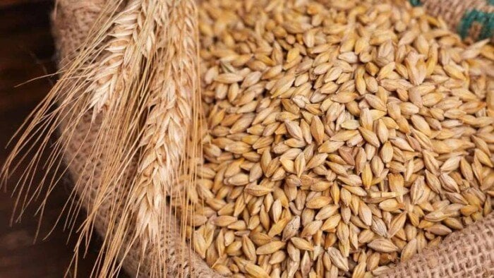 هل تعرف سعر طن الأرز الشعير اليوم الأربعاء 8 أكتوبر 2025؟ اكتشف الأسعار الجديدة وارتباطها بالسوق!