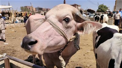 هل يجوز شراء الأضحية بالتقسيط؟.. أمين الفتوى يجيب